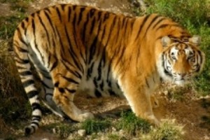 asiatische-tijger-terra-natura